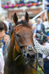 230823-Race 1-Equilateral-0285