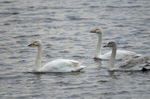 Whooper Swans