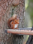 Red Squirrel