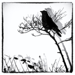 Bird in a bush