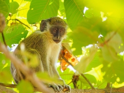 Vervet Monkey