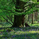 Beneath the Ancient Beech