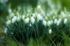 Sleepy Snowdrops