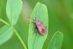Dock Bug