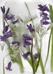 Bluebells  Wild Garlic