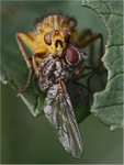 Dung fly with catch