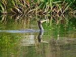 Cormorant