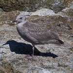 Glaucous-winged Gull (juvenile)