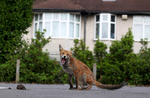Urban Fox cub, Bristol _ UR079