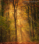 Autumn In Sussex