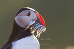 Portrait with Sand-eels