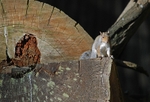 Grey Squirrel