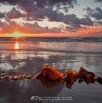 Sunlit Kelp