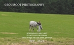 BPP_3621