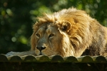 Asiatic Lion - Rana (Cotswold Wildlife Park)