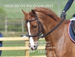BPP_1919