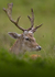 Fallow Deer ref fd 8c