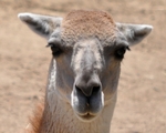 Llama