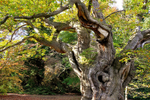 Old Oak