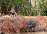 buffalo boy