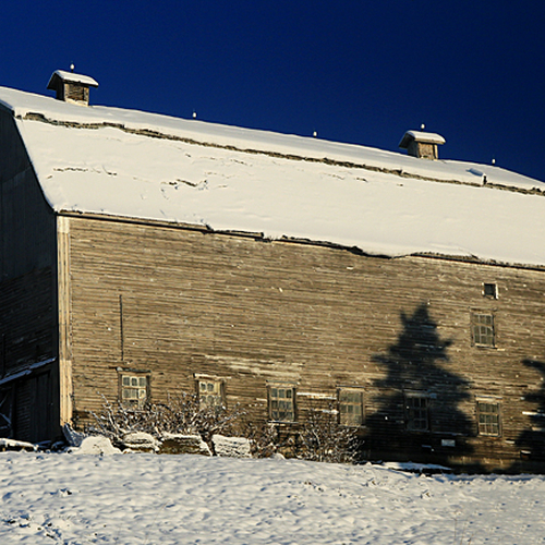 Evergreen shadows give this century barn a temporary artistic flare on the morning after a fresh snowfall.