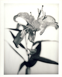 Black & white lilly - double exposure