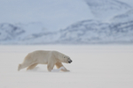 Male Polar Bear running, Svalbard, Norway
