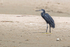 Western Reef Egret