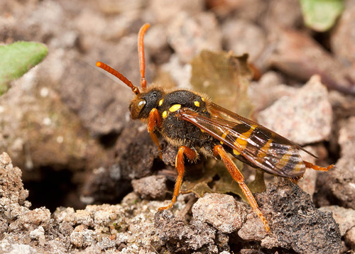 [i]Nomada goodeniana[/i] investigating an [i]Andrena nigroaenea[/i] burrow. Warwickshire, May 2012.