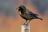 Carrion Crow perched on a sign at Farmoor Reservoir