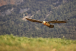 Lammergeier gliding on landing approach, Catalonia, Spain