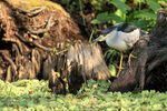 Black-crowned Night-Heron foraging, Corkscrew Swamp, Florida