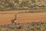 Vicuna on the Altiplano