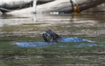 A sloth crossing the river
