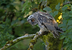 Long-eared Owl - Asio otus
