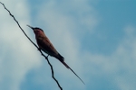 Southern Carmine Bee Eater - SA