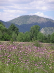Ken Caryl Thistles