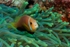 Skunk Clownfish