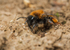 Andrena clarkella (f)