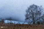 Starling Murmurations, Avalon Marshes_GS1111