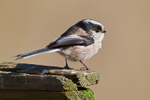 Long-tailed Tit