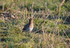 Common Snipe