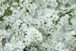 12th April Blackthorn Blossom