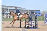 British Novice and 90cm Open portfolio