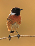 Stonechat (male) perched on a branch on Islay