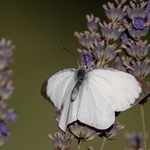 Large white (Pieris brassicae) ♀︎