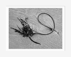 Circular Kelp, Bandon Beach OR (2013/D2304)