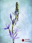 120519-untitled-Painterly-4