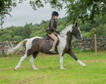 Dunblane show-135