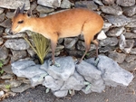 DUIKER